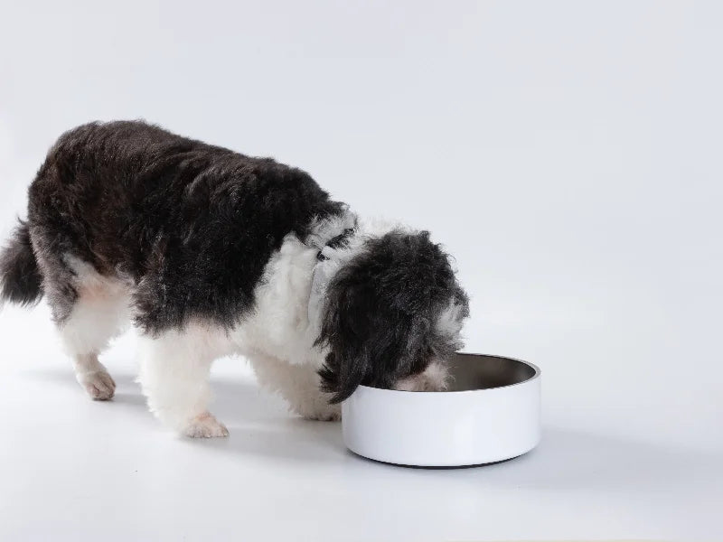 42oz/1250ml Sublimation Blank Stainless Steel Dog Bowl (White)