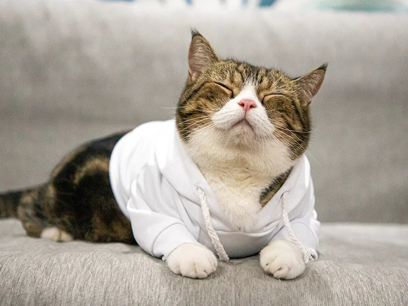 Sublimation Blank Dog Hoodie (White)